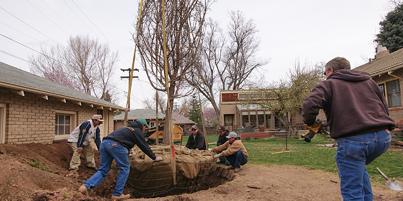 Denver Tree Service - Planting Trees