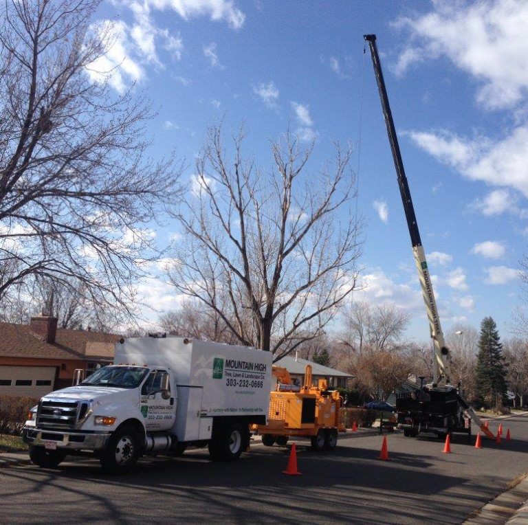 Denver Tree Removal - Tree Service in Denver, Colorado - Tree & Shrub ...