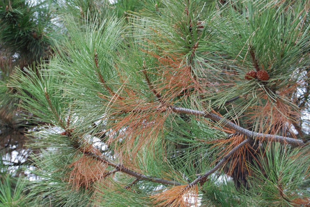 Pine and Spruce Trees Losing Needles in the Fall Mountain High / SavATree