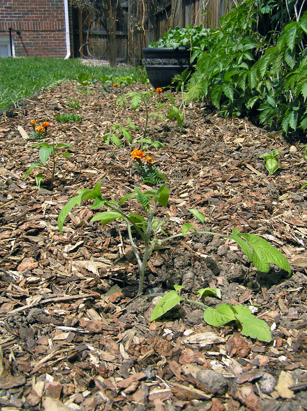 Planting a Vegetable Garden in Colorado 8 Tips Mountain High / SavATree