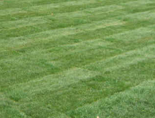 Top 9 How long to water new sod 1 New Sod Care in Denver | Mountain High / SavATree