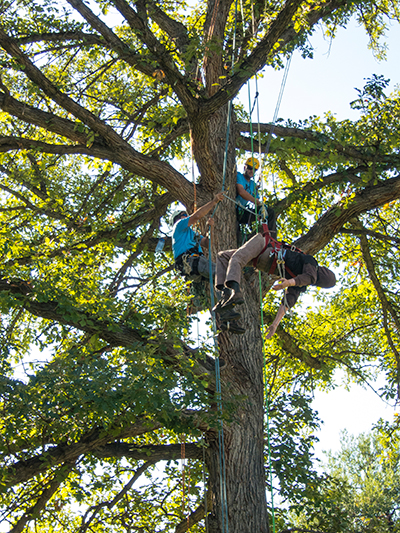 Colorado Springs Arborist wins 3rd Place in Tree Climbing Championship ...