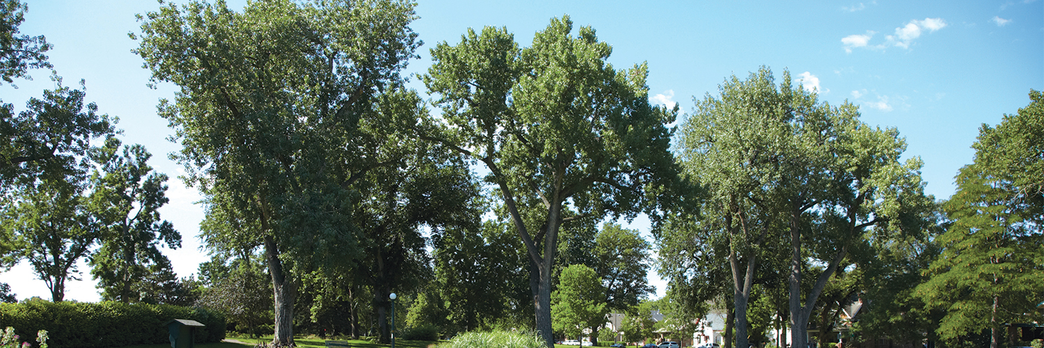 Denver Lawn Care Denver Tree Service Denver Lawn Fertilizer