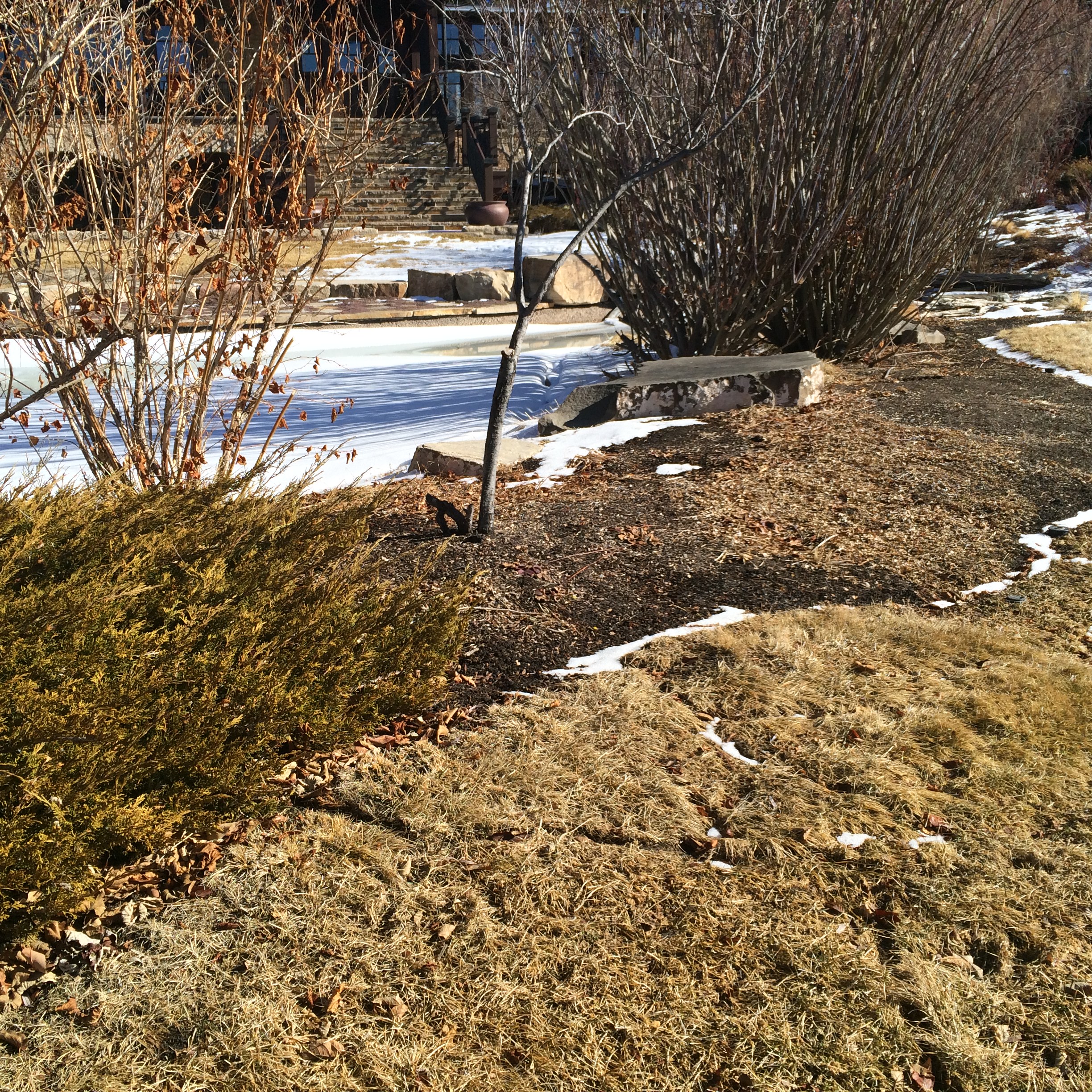 Vole Damage is Rapidly Appearing | Mountain High / SavATree